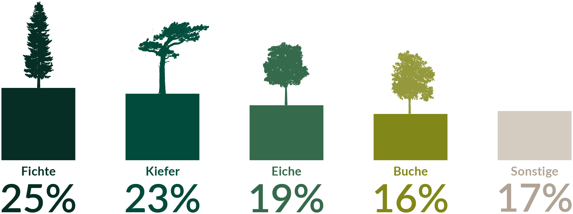 Infografik-Forstwirtschaft-Baumarten